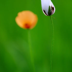 Мак (Papaver)