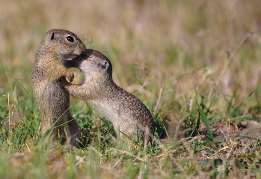 Лалугери (Spermophilus citellus)