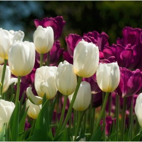 Tulips 1