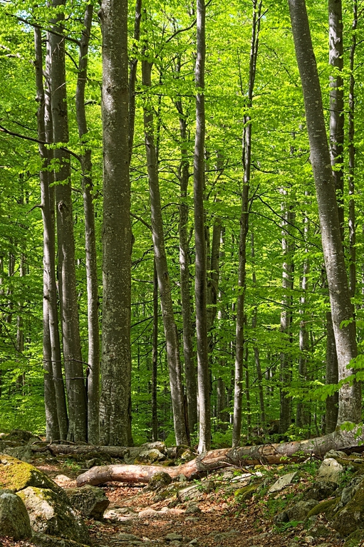 Слушай как шумят буките