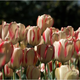 Tulips 3
