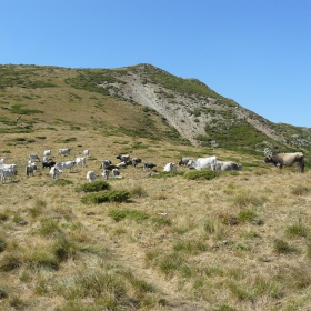 На паша високо в планината