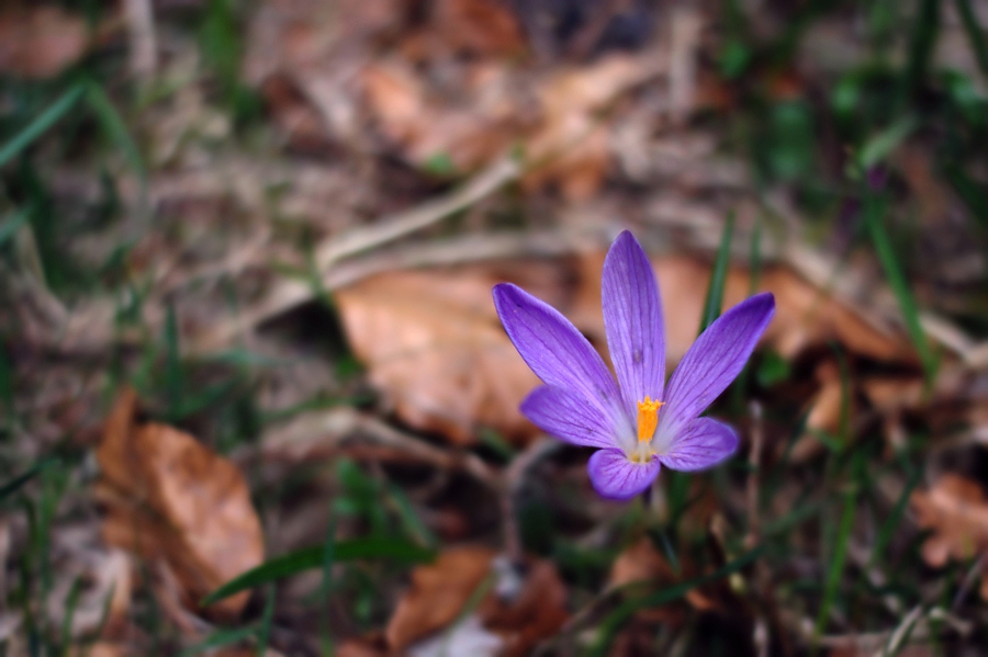 Син минзухар / Crocus vernus