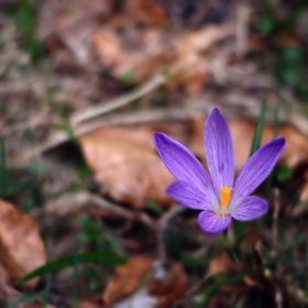 Син минзухар / Crocus vernus