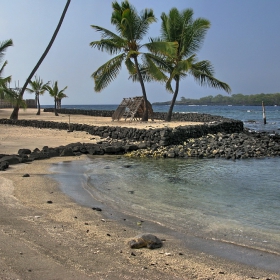 Hawaiian Sea Turtles