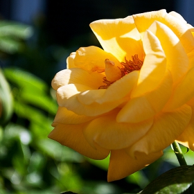 yellow beauty