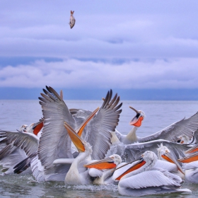 Къдроглави пеликани/Pelecanus crispus