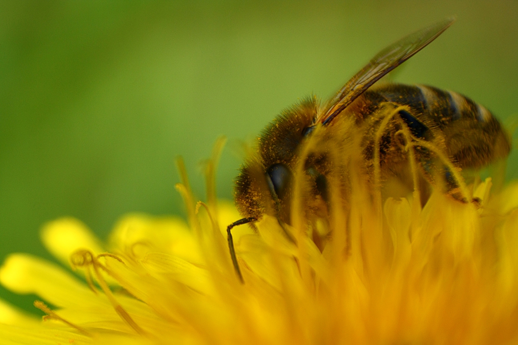 bee