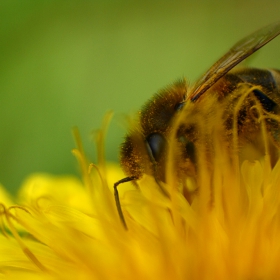 bee