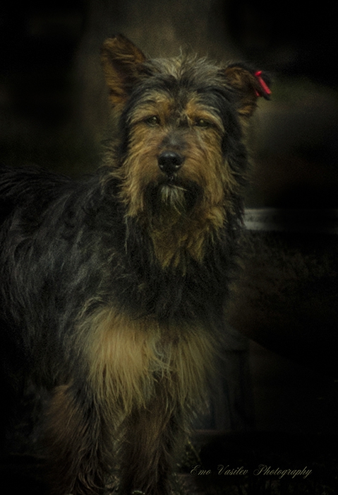 the dog
