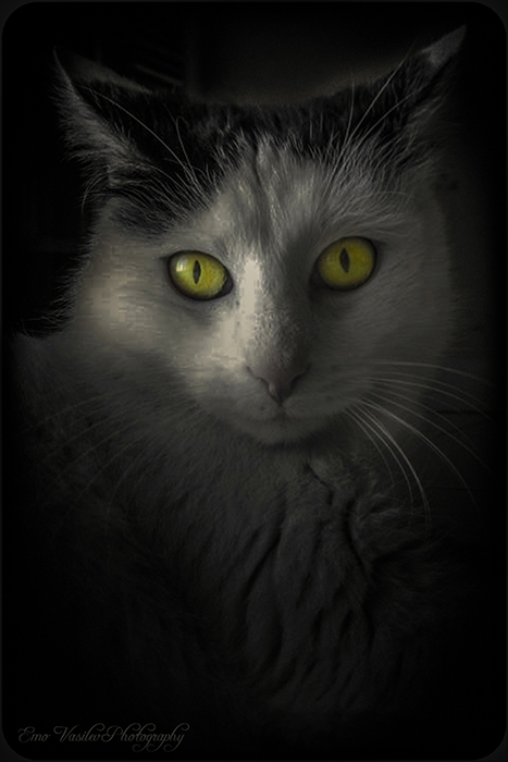 the cat