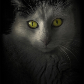the cat