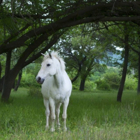 white horse