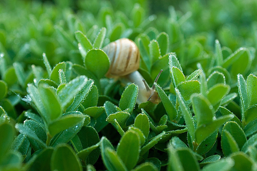 Caracol