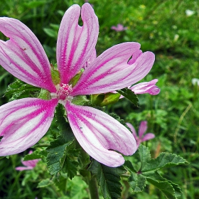 Malva Silvestris