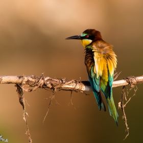 Bee Eater