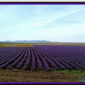 Лавандулови полета