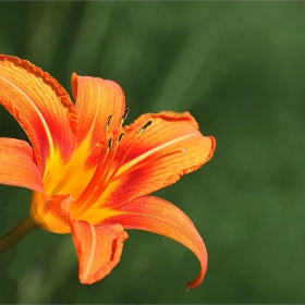 Hemerocallis (Дневна лилия)