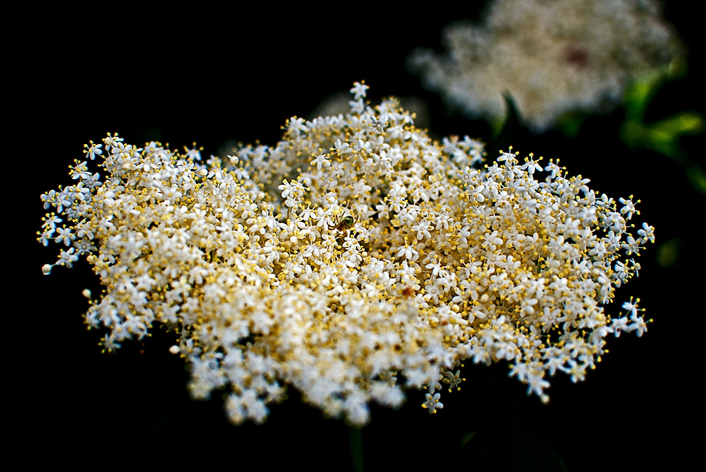 Бъз  (Sambucus)