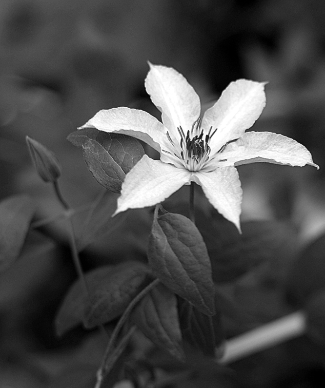 клематис B&W