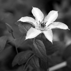 клематис B&W