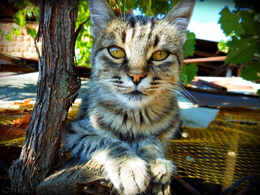 Лиза
