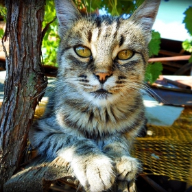 Лиза