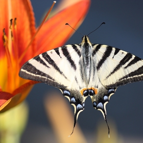 Лястовича опашка (Iphiclides podalirius)