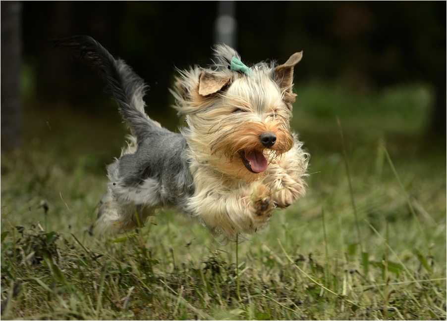 Super Dog