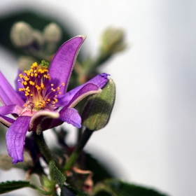  Grewia caffra 'Lavender Star Flower'