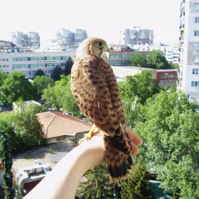 обикновена ветрушка :)