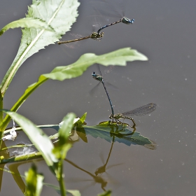 Enallagma cyathigerum (водно конче)-  In the Mood for Love