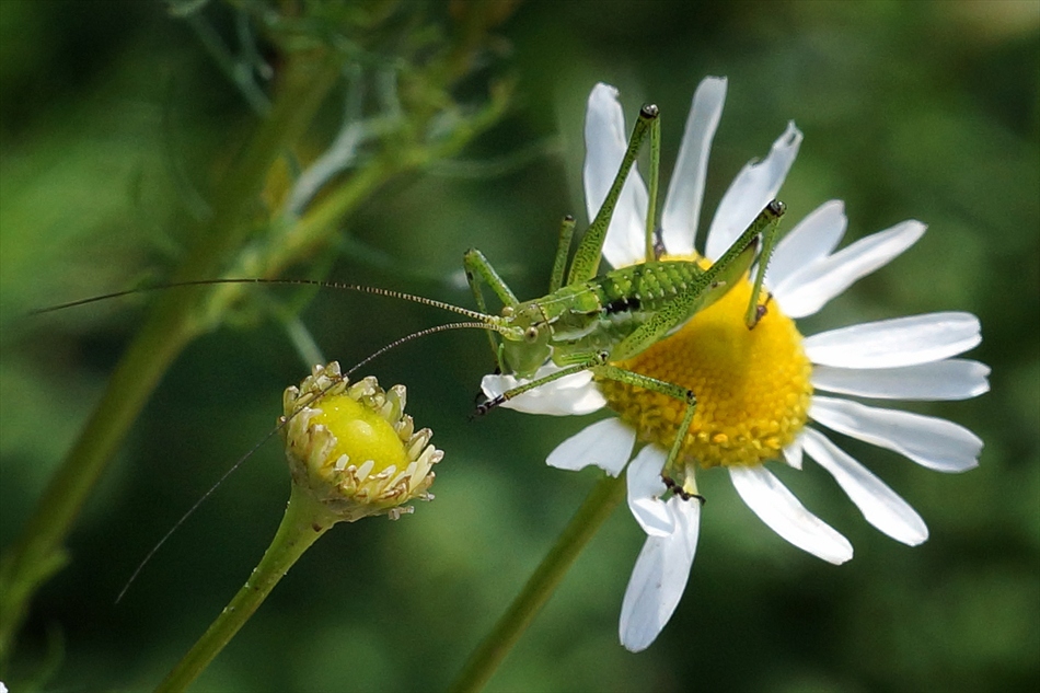 Mr. Green and Daisy