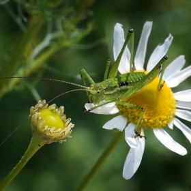 Mr. Green and Daisy