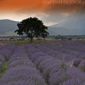 Лавандулово поле