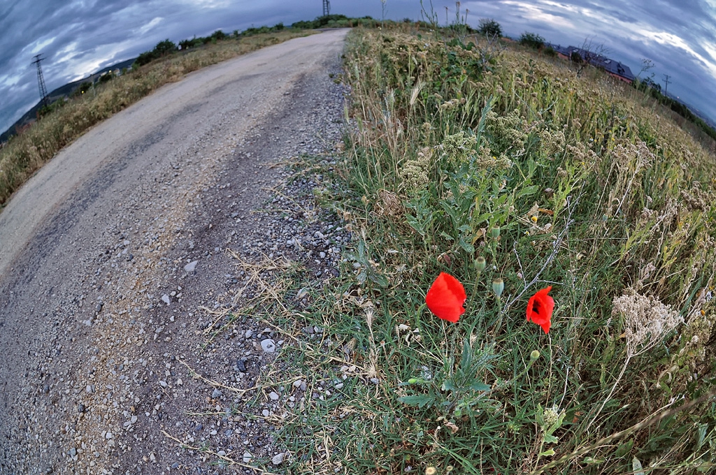 Крайпътно
