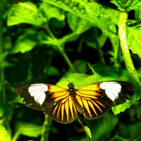 пеперуди (Museum of Natural History)