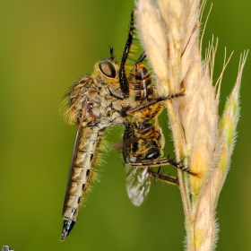 Robberfly vs vespfly