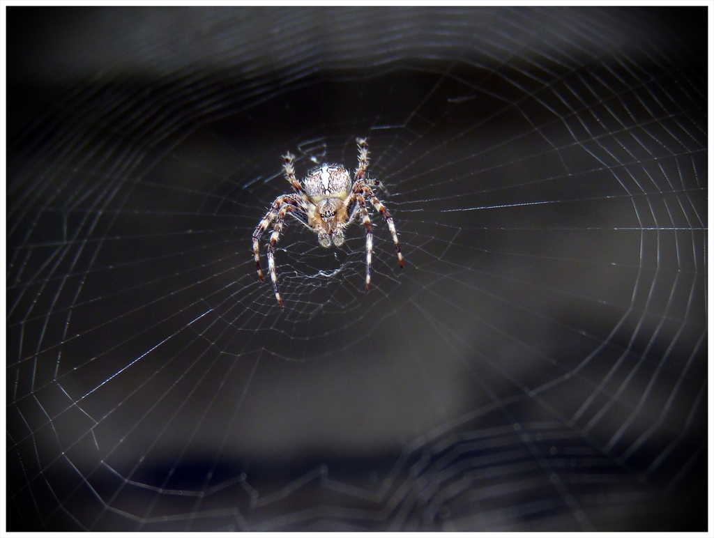 home of the spider