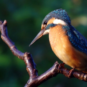 Земеродно рибарче/Alcedo atthis