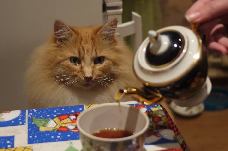 Которак