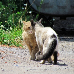 котешки обяснения