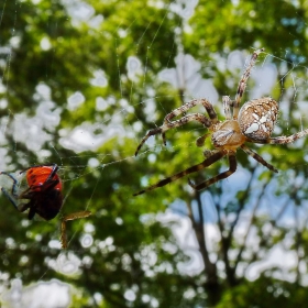 Visiting spider