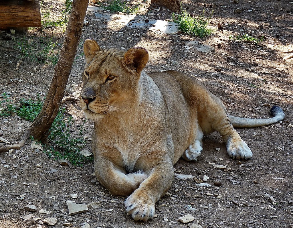 Старозагорска красавица