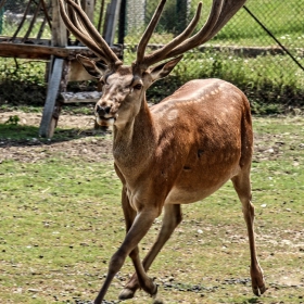 Еленче