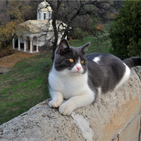 Един арбанашки котак