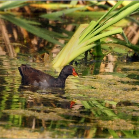 Зеленонога водна кокошка (Gallinula chloropus)