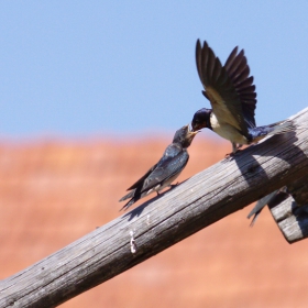 Селска лястовица/Hirundo rustica