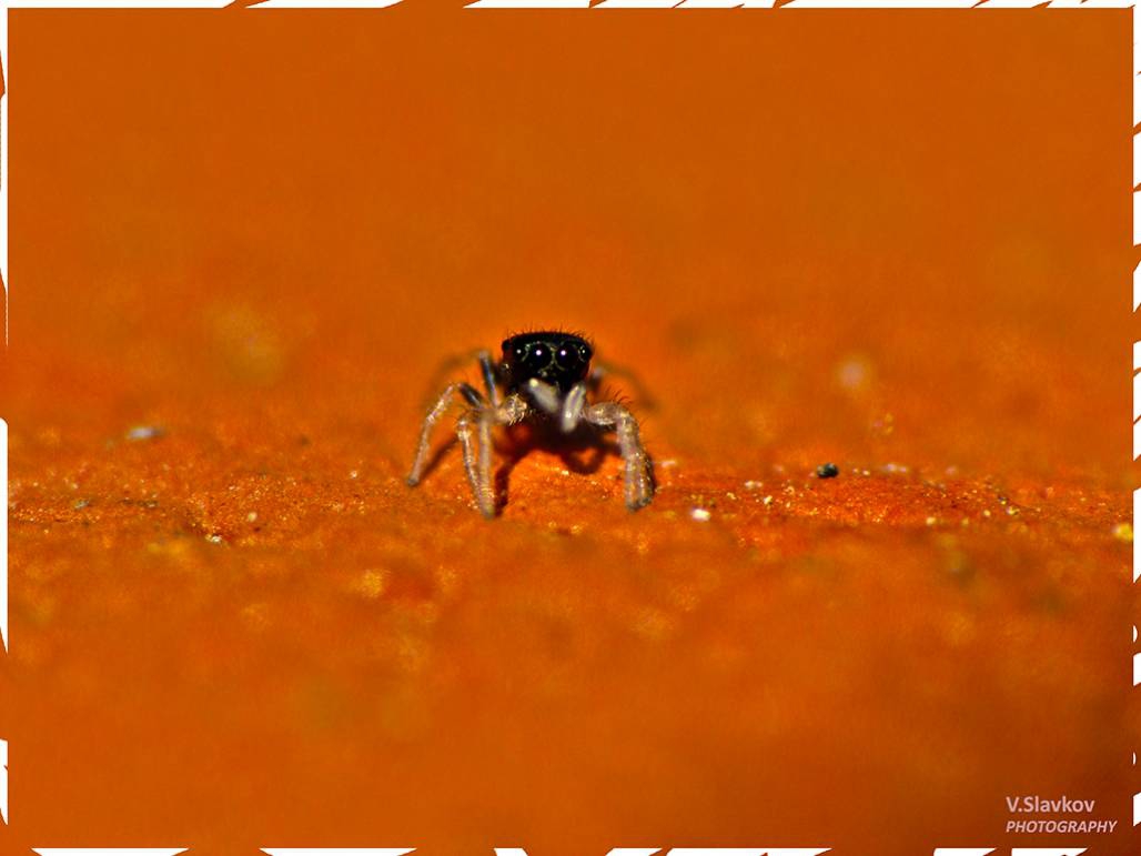 N.A.S.A - Life on Red Planet!