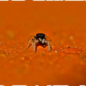 N.A.S.A - Life on Red Planet!